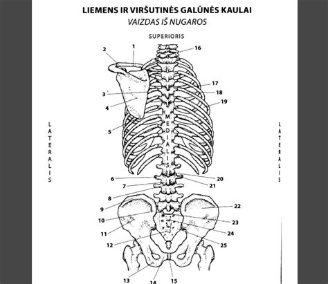 Kupranugario nugaros vaizdas dykumoje