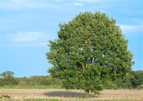 Medžiai ir drebulė