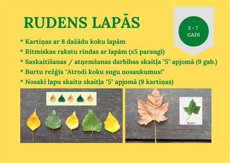 Rudens lapų kompozicija