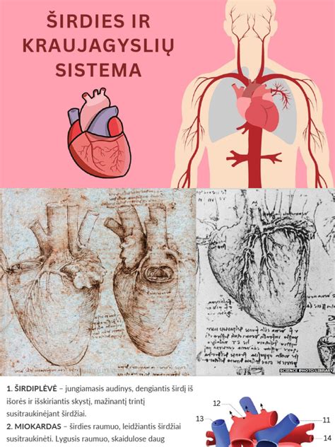 infografika su širdies anatomija ir pagrindiniais kraujagyslių tinklais