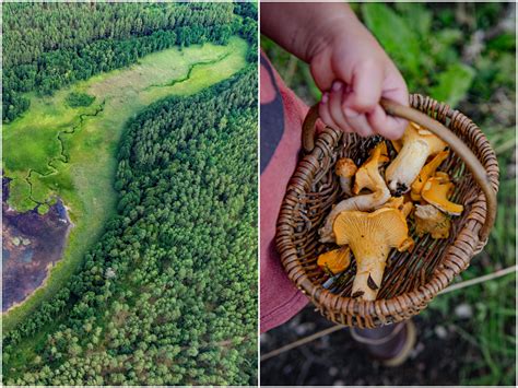 Dzūkijos miškai ir grybų bei uogų gausa