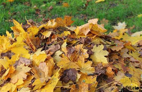 Rudens lapų kritimas