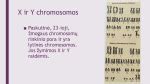 Schematinis vaizdas, kaip X ir Y chromosomos lemia vaiko lytį