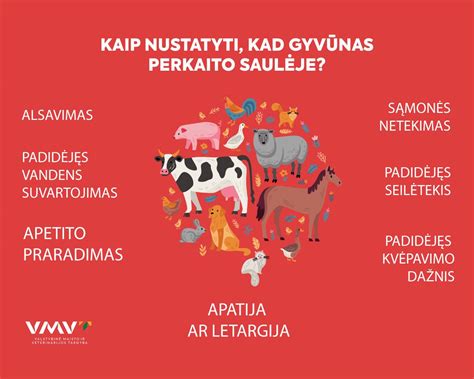 Schematinis vaizdas kaip gyvūnai gali užteršti smėlį