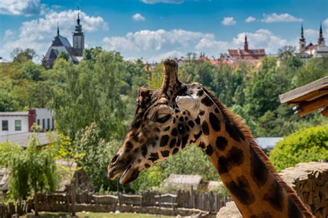 Rygos zoologijos sodo gyventojai