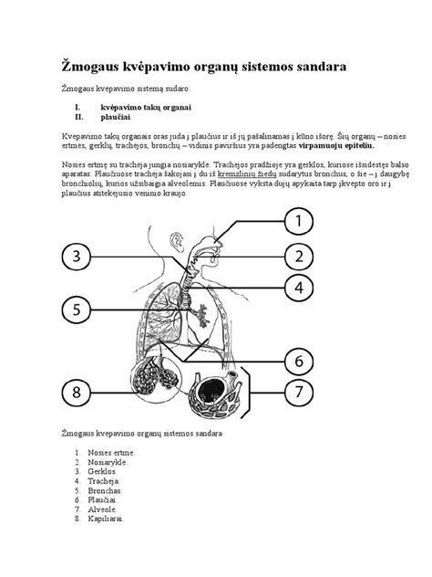 scheminė žmogaus kvėpavimo sistemos iliustracija