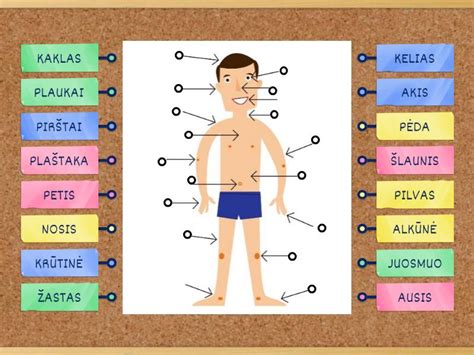 Žmogaus kūno riebalų pasiskirstymas