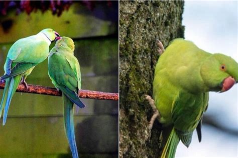 Įvairių veislių papūgos narvuose