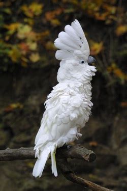 Kakadu papūga su spalvingais plunksnų