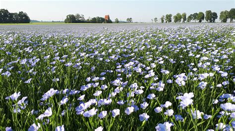 Linų laukas