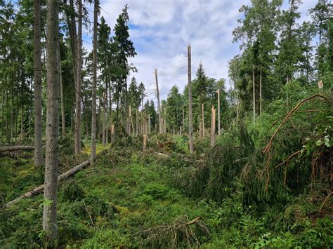 simbolinis miškas pasakoje