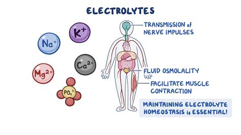 schema of electrolyte functions in the body