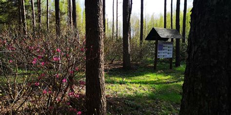 Rododendrų parkas Vainagių miške