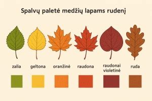 Rudens spalvos: parkas su geltonais ir raudonais lapais