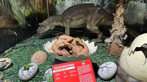 Dinozaurų kiaušinių gamyba