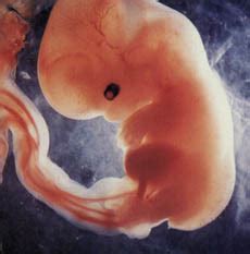 Vaisiaus vystymasis 12 nėštumo savaitę