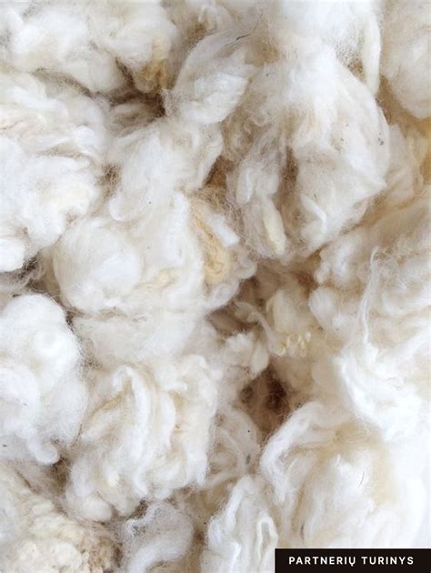 Merino vilnos pluošto struktūra