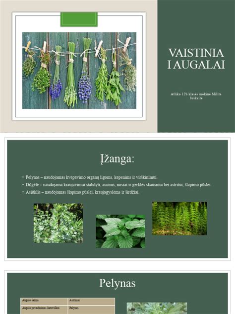 vaistiniai augalai gerklės skausmui malšinti