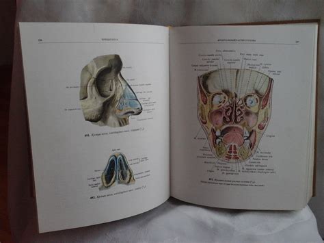 vaikų gerklės anatomija