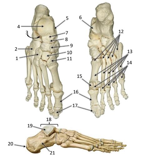 Vaiko pėdos anatomija
