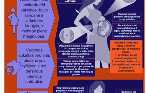 Sifilio perdavimas nuo motinos vaisiui