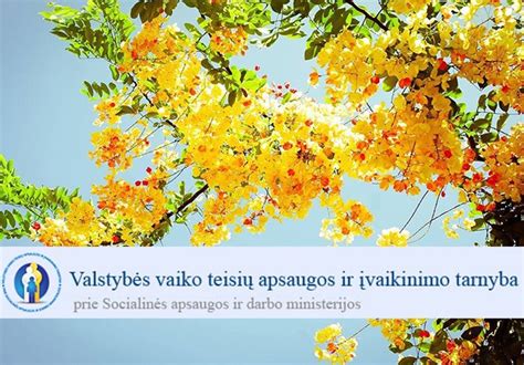 Schema, iliustruojanti vaiko teisių apsaugos tarnybos struktūrą savivaldybėje