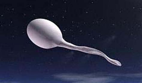 Spermatozoidų judrumo svarba