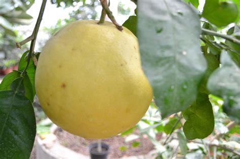 Citrus paradisi (greipfrutas)