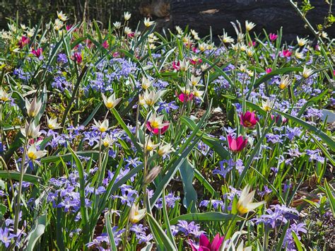 Augalas su spalvotais žiedais dėl nudažyto vandens