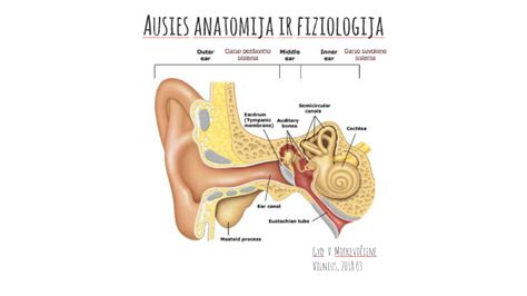 Skaidrė su ausies anatomija