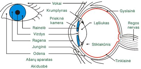 schematiškas žmogaus akies pjūvis su trumparegystės ir toliaregystės paaiškinimu