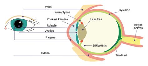 schematinis akies pjūvis su tinklainės ir gyslainės pavaizdavimu