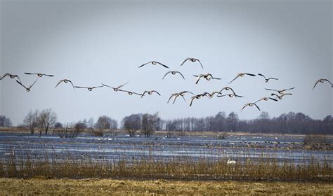 Paukščių migracija į šiltus kraštus