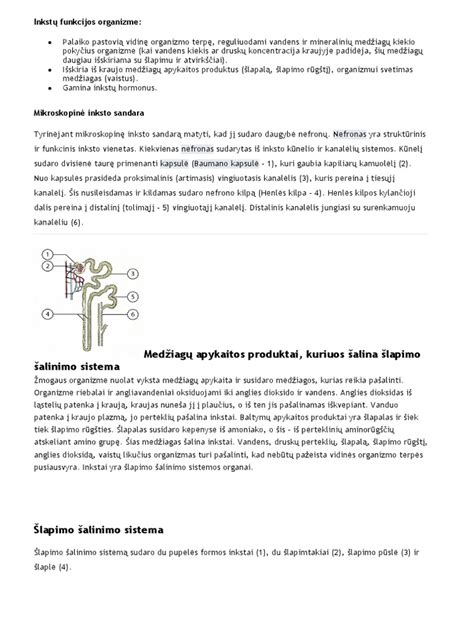 Infografika apie inkstų funkcijas organizme
