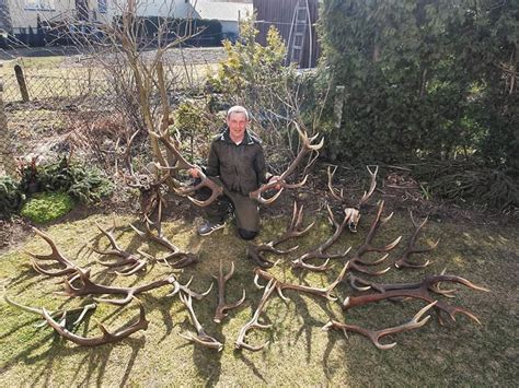 Šiaurės elnių ragai