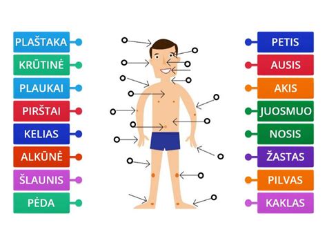 Schema, iliustruojanti pagrindines kūno dalis