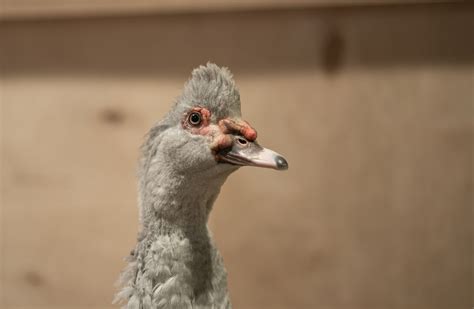 Muskusinės anties išvaizda