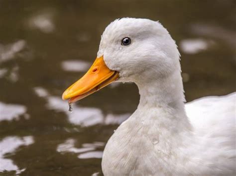 Ančių laikymo sąlygos