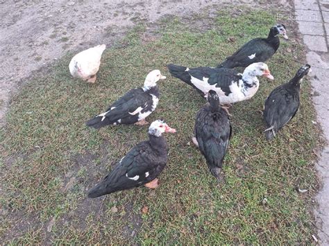 Muskusinės antys Lietuvoje