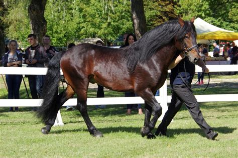 Lietuviškos veislės gyvūnų parodoje