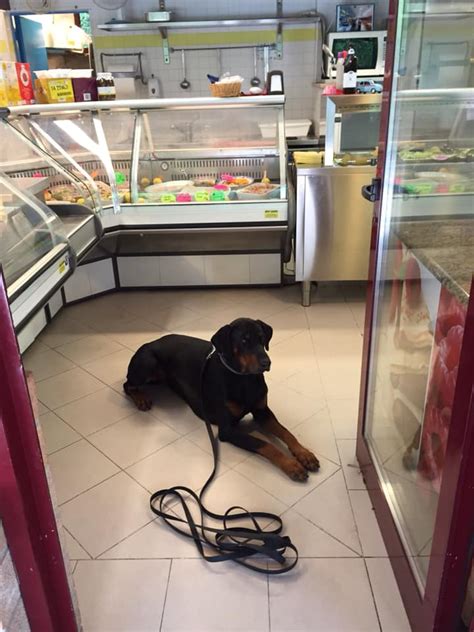 Šuo, valgantis sausą maistą