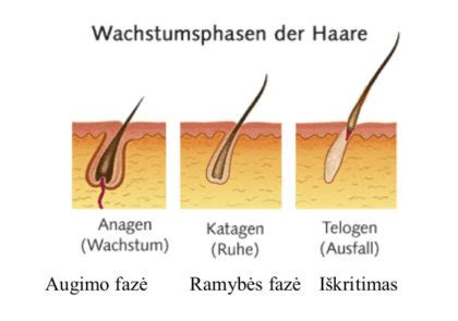 Schema, iliustruojanti blakstienų augimo ciklo fazes