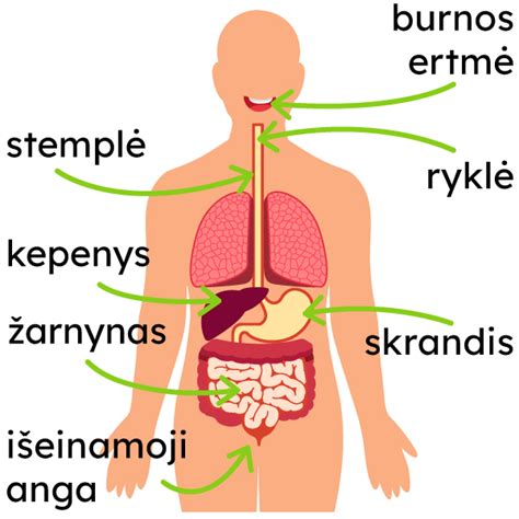 Schema, kaip veikia virškinimo sistema