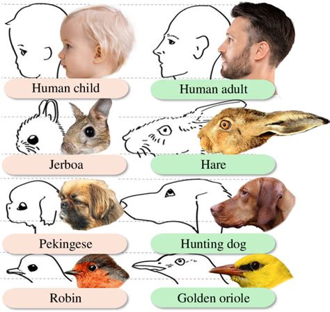 Baby P sužalojimų schema
