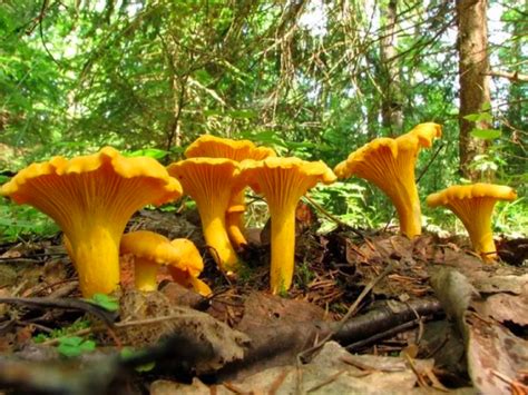 Ilustracija su kiškeliu ir voveraite