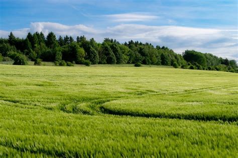 Šaltalankių ūkio laukas