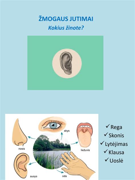 Skorpiono akys ir pektinai