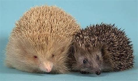 Ežiukas Spyglys ir jo šeima