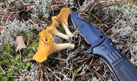 Grybų įvairovė miške