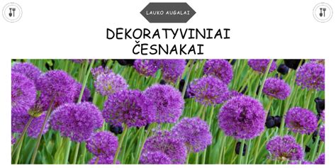 Dekoratyviniai česnakai tarp rožių